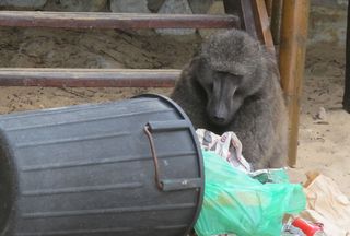 Baboon in garbage